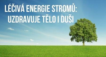 LÉČIVÁ ENERGIE STROMŮ: UZDRAVUJE TĚLO I DUŠI